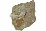 Otodus Shark Tooth Fossil in Rock - Morocco #230934-1